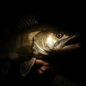 Крупная рыба крупным планом в свете ночного фонаря