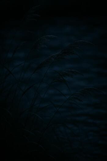 Травы на берегу, колышущиеся от ночного ветра